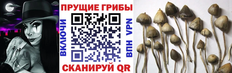 Купить  Белебей  Галлюциногенные грибы Psilocybe 